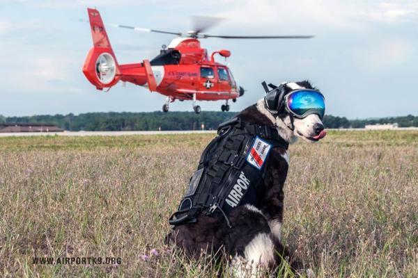 سگی به نام پایپر مجذوب کننده ترین کارمند فرودگاه در دنیا