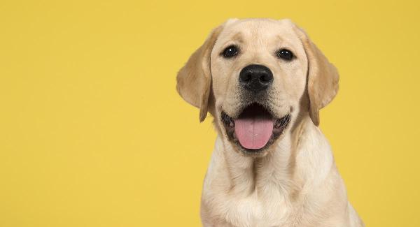 تحقیقات نو روش بهتری برای محاسبه سن واقعی سگ ها پیدا نموده است