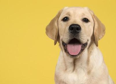 تحقیقات نو روش بهتری برای محاسبه سن واقعی سگ ها پیدا نموده است