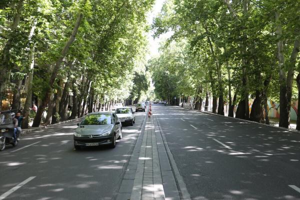 آیا درختان چنار خیابان ولیعصر قطع شده است؟ ، واکنش مدیرعامل سازمان بوستانها ، نام این قطع درخت نیست...